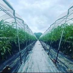 簡単軽作業！稼げる農業バイト⭐︎★
