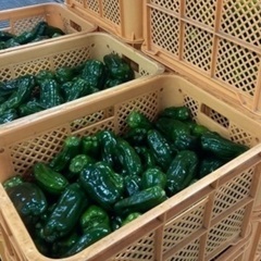 簡単軽作業！稼げる農業バイト⭐︎★の画像