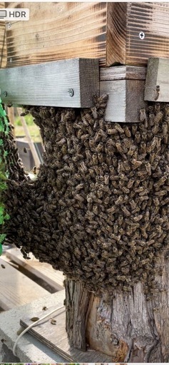 お話し中　
ニホンミツバチ分峰群②