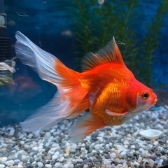 金魚