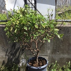 沈丁花　白　　９０センチ　斑入り