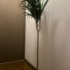 【無料】フェイクグリーン