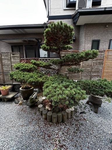 五葉松　庭木　