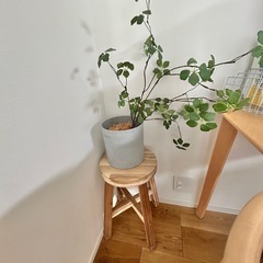 【取引予定】IKEA スコグスタ　2つセット