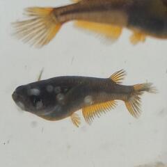 メダカ　クラミツハ乱の画像