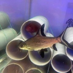 ショートシルバーシャーク　熱帯魚　大型魚　
水槽の画像