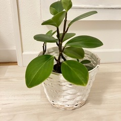 観葉植物 ゆずります