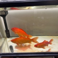 和金　金魚