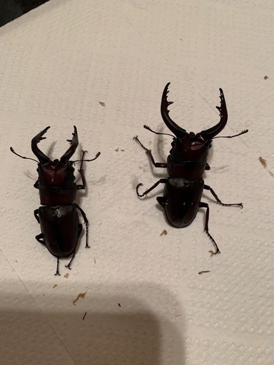 ノコギリクワガタ オス水牛型20匹、メス10匹