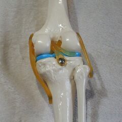 ☆膝関節模型 人体骨格模型◆解剖・研究・教学・スポーツ用にの画像