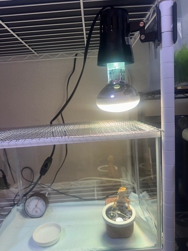 エキゾテラ ソーラーグローUV 80W グロースタンド セット
