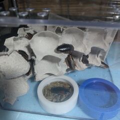 爬虫類　デュビア　餌