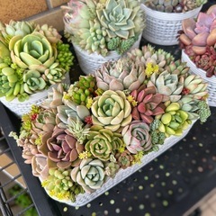 多肉植物 寄せ植え用 カット苗 10個セット