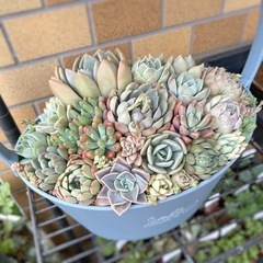 多肉植物 寄せ植え用 カット苗 10個セットの画像