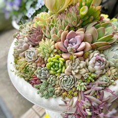 多肉植物 寄せ植え用 カット苗 10個セットの画像