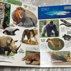 【比較的綺麗な中古】子供本　どうぶつなーに？の画像