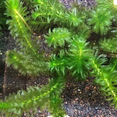 アナカリス　水草　アクアリウムの画像