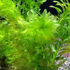 アナカリス　水草　アクアリウムの画像