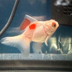 金魚出目金の画像