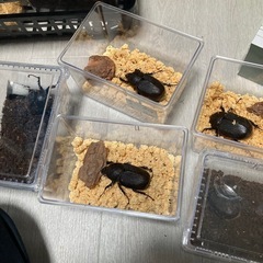 DHヘラクレス♀単一頭ヘラクレスオオカブトの画像