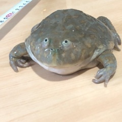 3歳くらい バジェットガエル ♀  マルメタピオカガエル 発送 ①