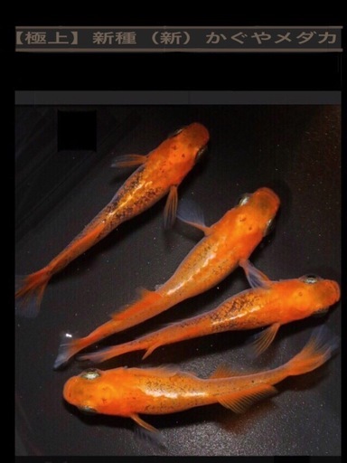極上新種！遂に初登場！新.かぐやメダカ 【.現物⒈ペア 】もうすぐ成魚