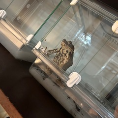 ニホンヒキガエル