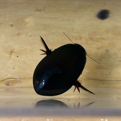 クロゲンゴロウ
