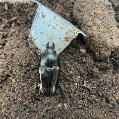 ニジイロクワガタ　紫紺系　幼虫5頭セットの画像