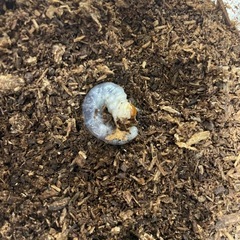 ニジイロクワガタ　紫紺系　幼虫5頭セットの画像