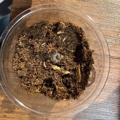 【締切】スマトラオオヒラタクワガタ 幼虫15頭セットの画像