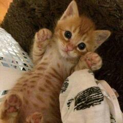 雑種の茶トラ子猫