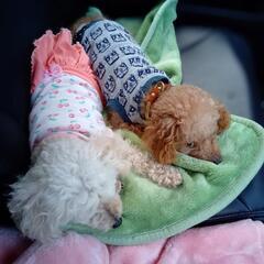 【使いかけ可】猫ちゃん犬ちゃん要らなくなった猫砂ペットシーツ - 助け合い