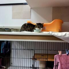 【使いかけ可】猫ちゃん犬ちゃん要らなくなった猫砂ペットシーツ - 買いたい/ください