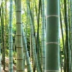 竹、孟宗竹、　民芸品や学校の工作、門松などに.