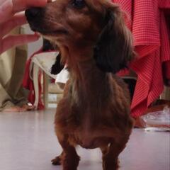 伊勢市から　カンニヘンミニチュアダックスフント　メス　マホガニーレッド　2.3キログラム − 三重県