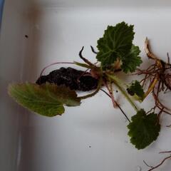 山菜　無農薬食用ユキノシタ
