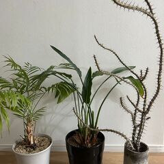 観葉植物　3点まとめての画像