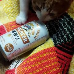 茶白5ヶ月くらいの野良猫のTNR後保護しました