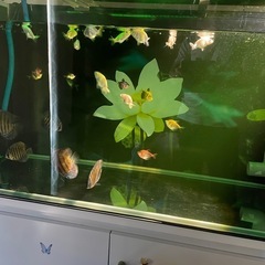 水槽セット