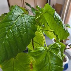 観葉植物  ウンベラータ  １４０センチの画像