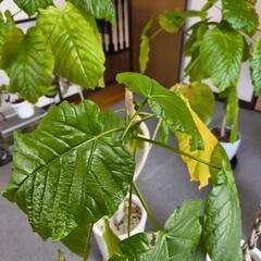 観葉植物  ウンベラータ  １４０センチ