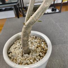 観葉植物  ウンベラータ  １４０センチの画像