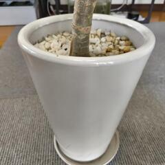 観葉植物  ウンベラータ  １４０センチの画像