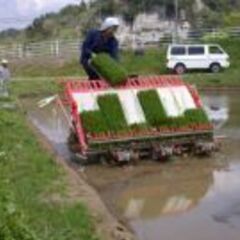 田植え手伝い周辺作業補助