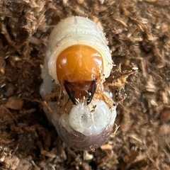 コクワガタ幼虫①
 