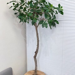 約1.9m ガジュマル 木 インテリアグリーン 観葉植物