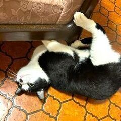 レデイーマリー - 猫