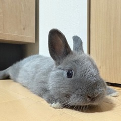 麻雀メンバー　募集 - 大田区