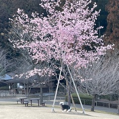 犬散歩仲間と狩り友募集